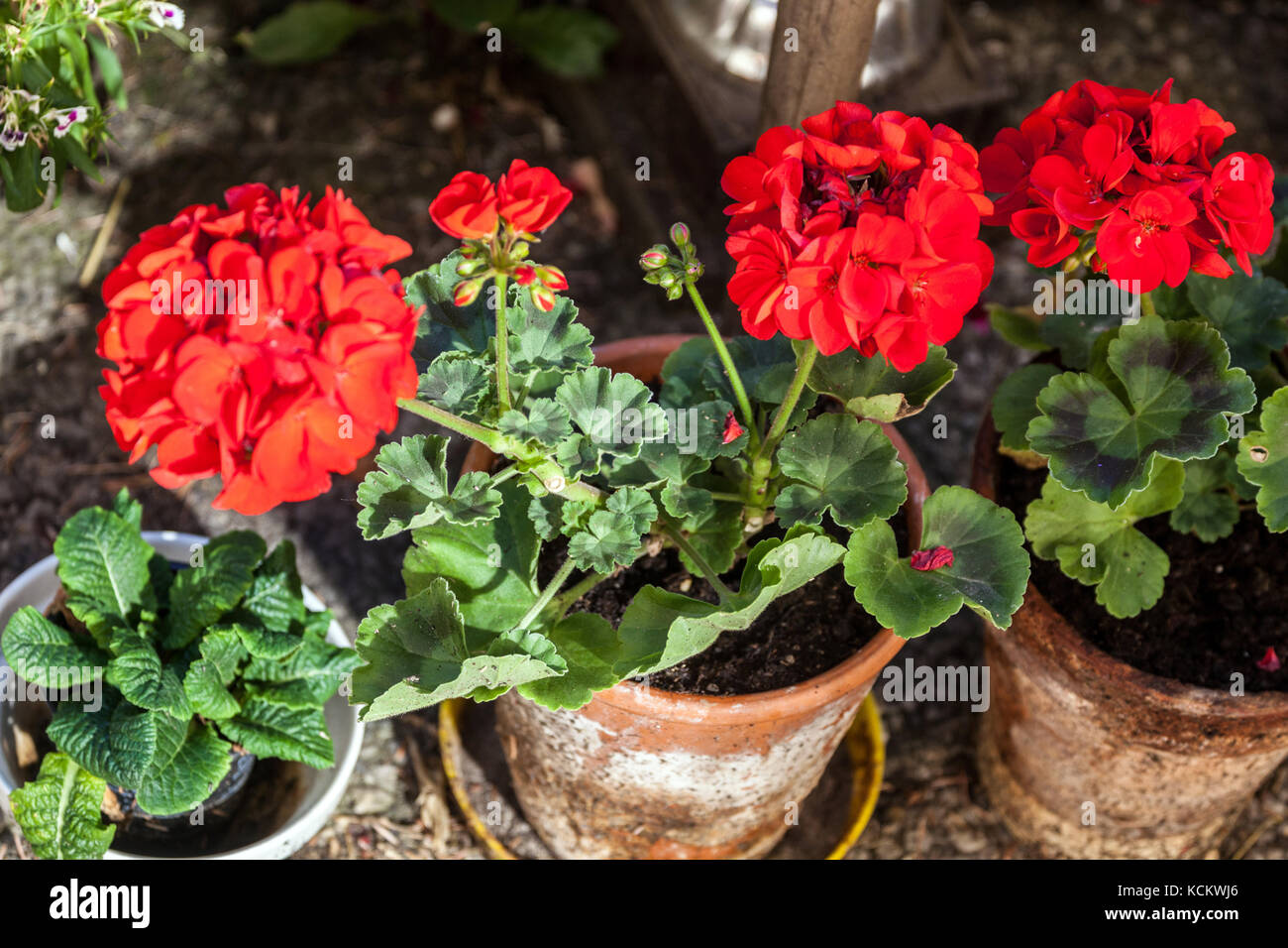 Geranio rosso, Pelargonio in un vaso di terracotta sul davanzale Foto Stock