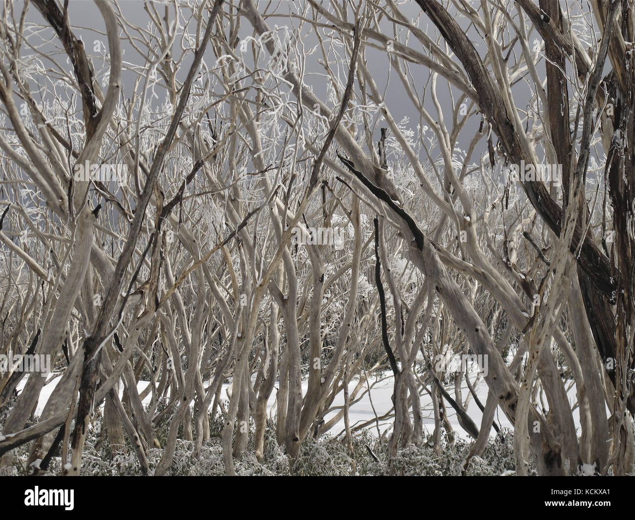 Gomme da neve devastate dal bush nel febbraio 2009, rivestite di rime e spolverate con una fresca caduta di neve in polvere. Lake Mountain, Cathedral Range, Victoria Foto Stock