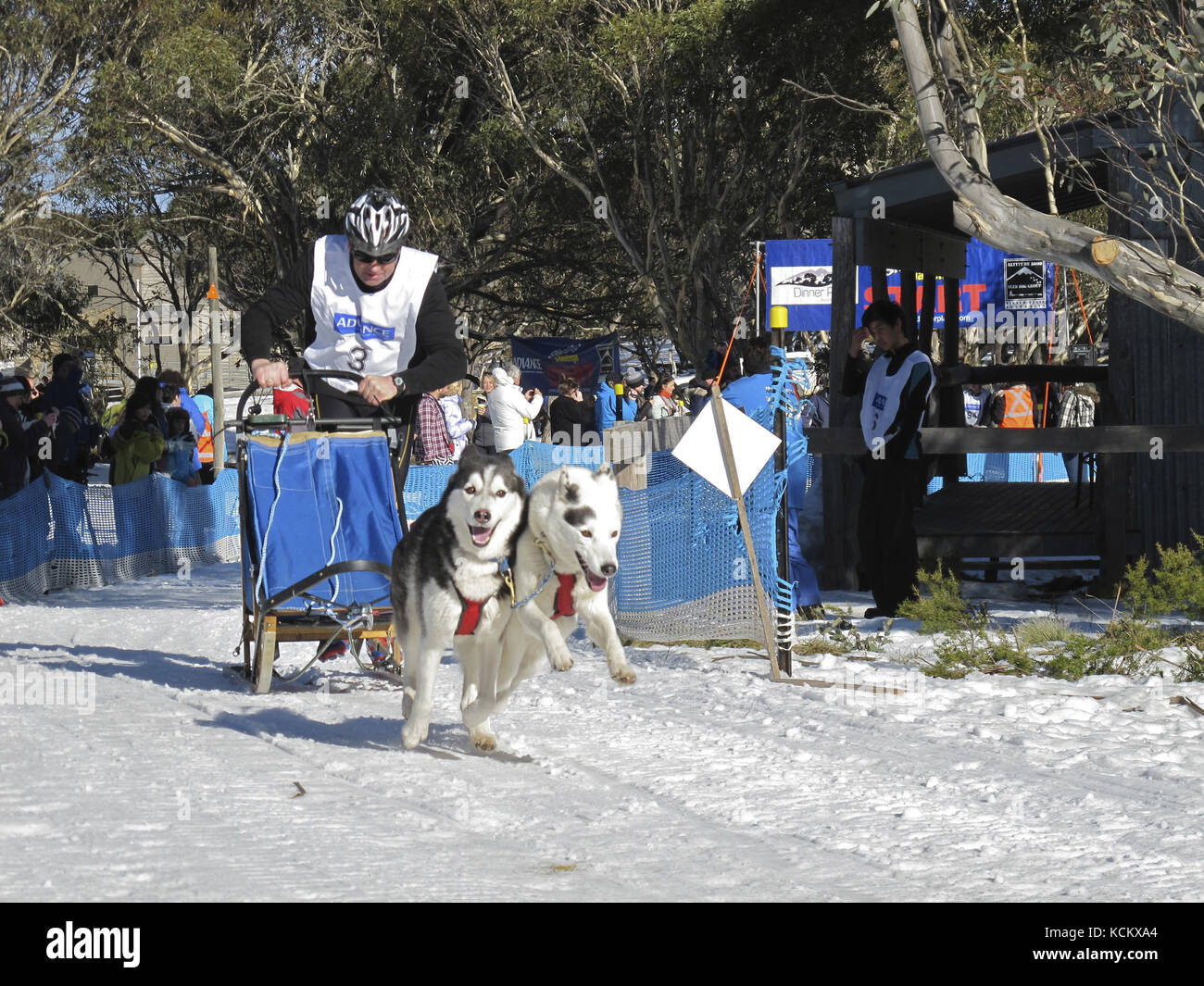 Una squadra di cani da slitta via ad un inizio entusiasta. Dinner Plain, Mount Hotham, Northeastern Victoria, Australia Foto Stock