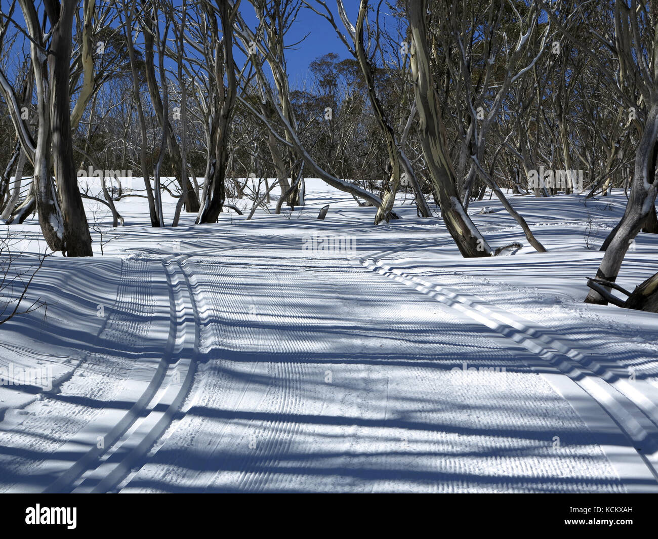 Una pista da sci di fondo a Mount Hotham, nel nord-est di Victoria, Australia Foto Stock