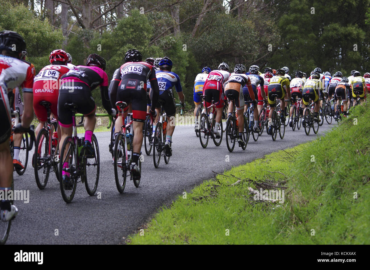 Tour della corsa ciclistica della Tasmania, concorrenti che si arrampicano attraverso la foresta pluviale a sud di Burnie, Tasmania nord-occidentale, Australia Foto Stock