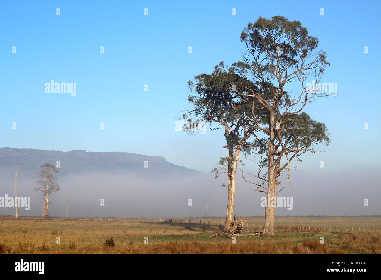 Nebbia mattutina e alberi di eucalipto, nella zona carsica di Mole Creek con la scarpata di Western Tiers ricoperta di dolerite. Tasmania, Australia Foto Stock