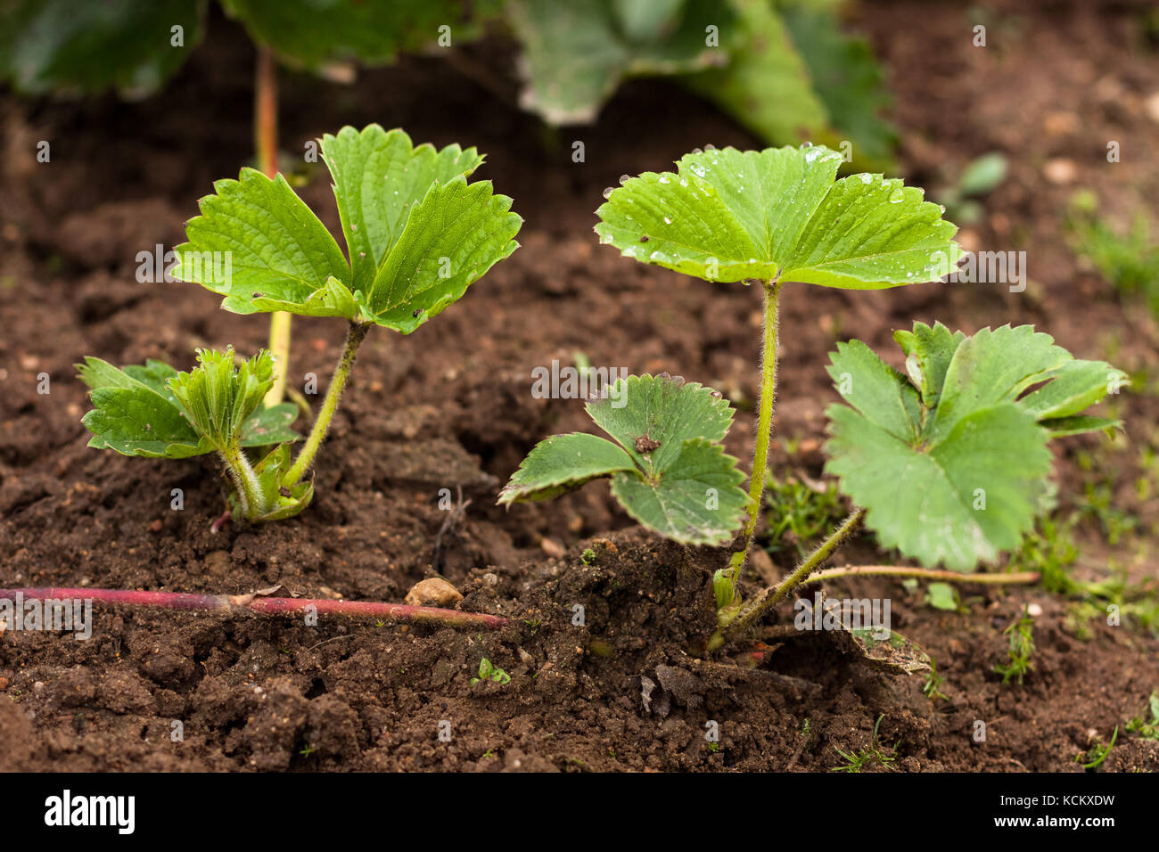 Piccolo giovane pianta di fragola (germoglio) su terra nel giardino all'aperto - Close Up. Foto Stock