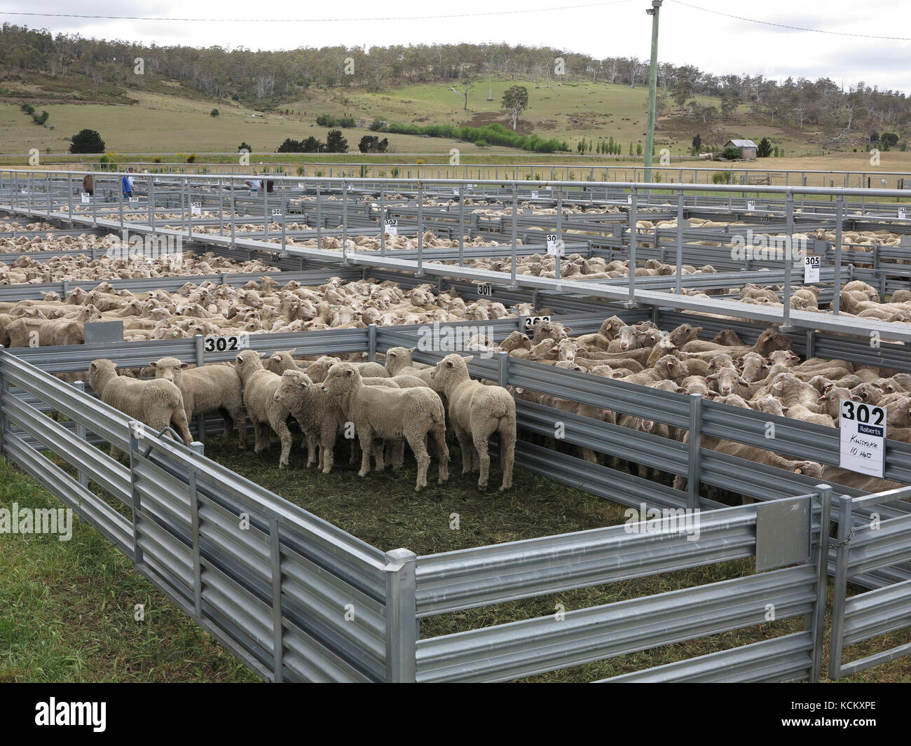 Pecora in penne a saleyard. Oatlands, Southern Midlands, Tasmania, Australia Foto Stock