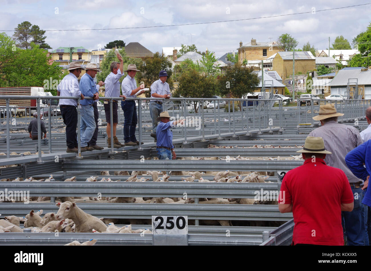 Auctioneer al lavoro ad un saleyard. Oatlands, Southern Midlands, Tasmania, Australia Foto Stock