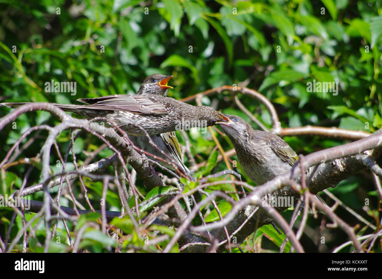 Piccolo wattlebird (Anthochaera chrysoptera) genitore che alimenta due giovani. Entrambi i sessi si preoccupano dei pulcini. Devonport, Tasmania, Australia Foto Stock