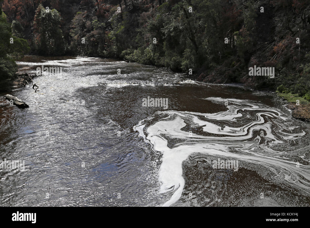Fiume Arthur che scorre attraverso la foresta pluviale temperata. Regione di Tarkine, Tasmania nord-occidentale, Australia Foto Stock