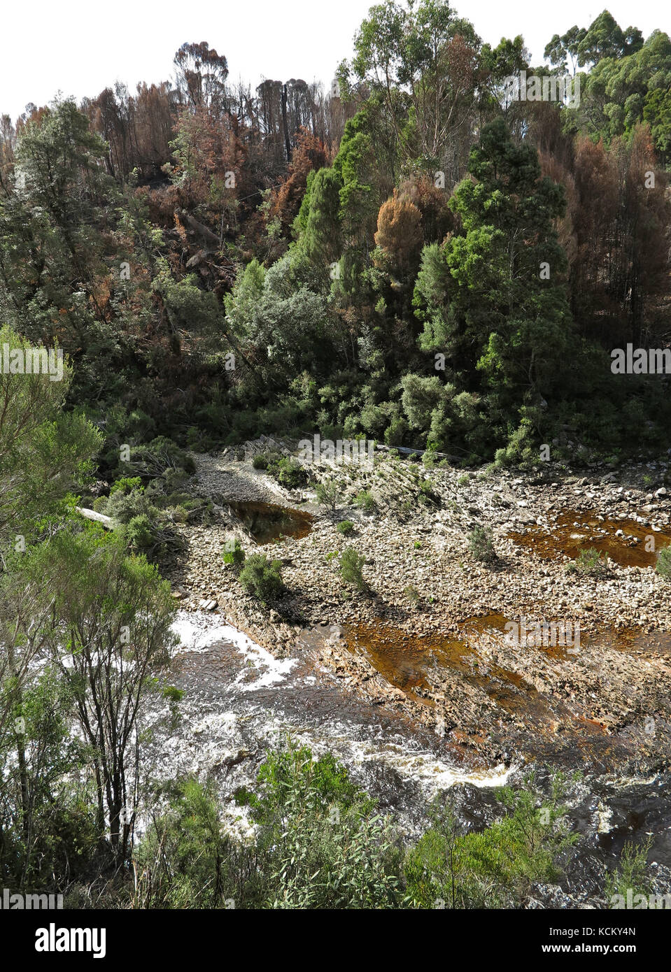 Danni lungo il fiume Frankland causati dai catastrofici incendi boschivi iniziati nel gennaio 2016. Regione di Tarkine, Tasmania nord-occidentale, Australia Foto Stock