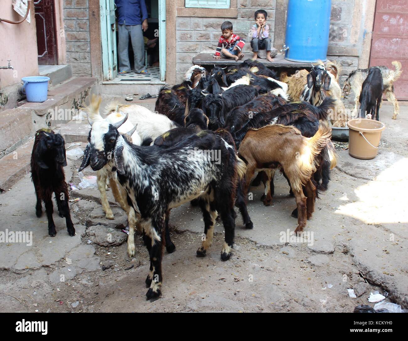 Ai bambini la visione di un piccolo gregge di capre al mercato locale Foto Stock