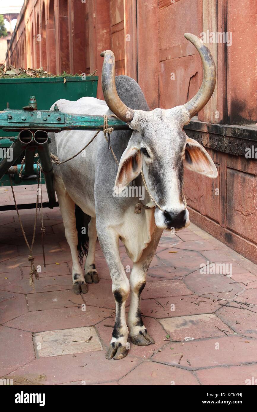Dalle lunghe corna bull vicino al Taj Mahal, India Foto Stock