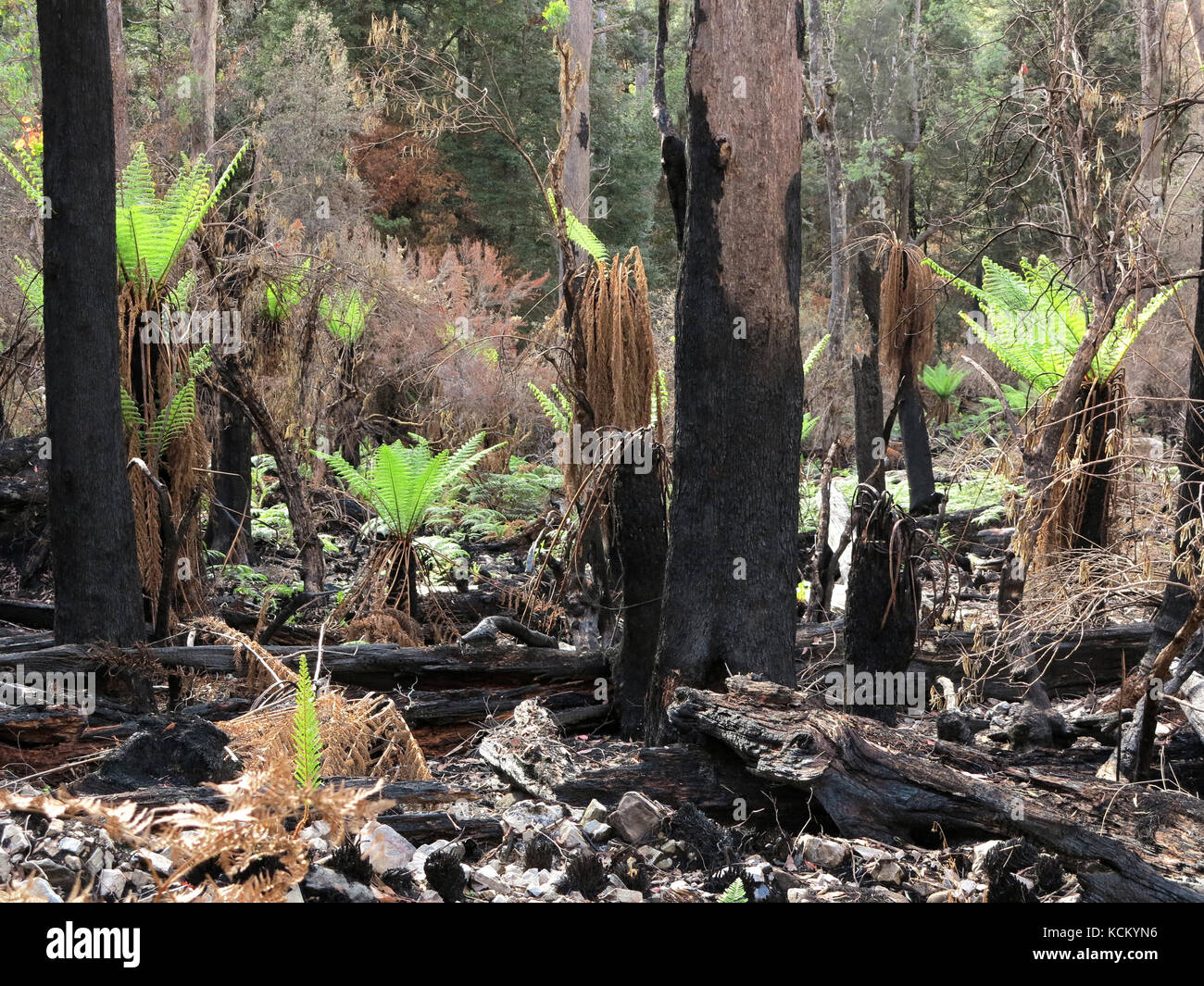 La rigenerazione è evidente circa due mesi dopo gli incendi catastrofici. Valle del fiume Mersey superiore, Tasmania nord-occidentale, Australia Foto Stock