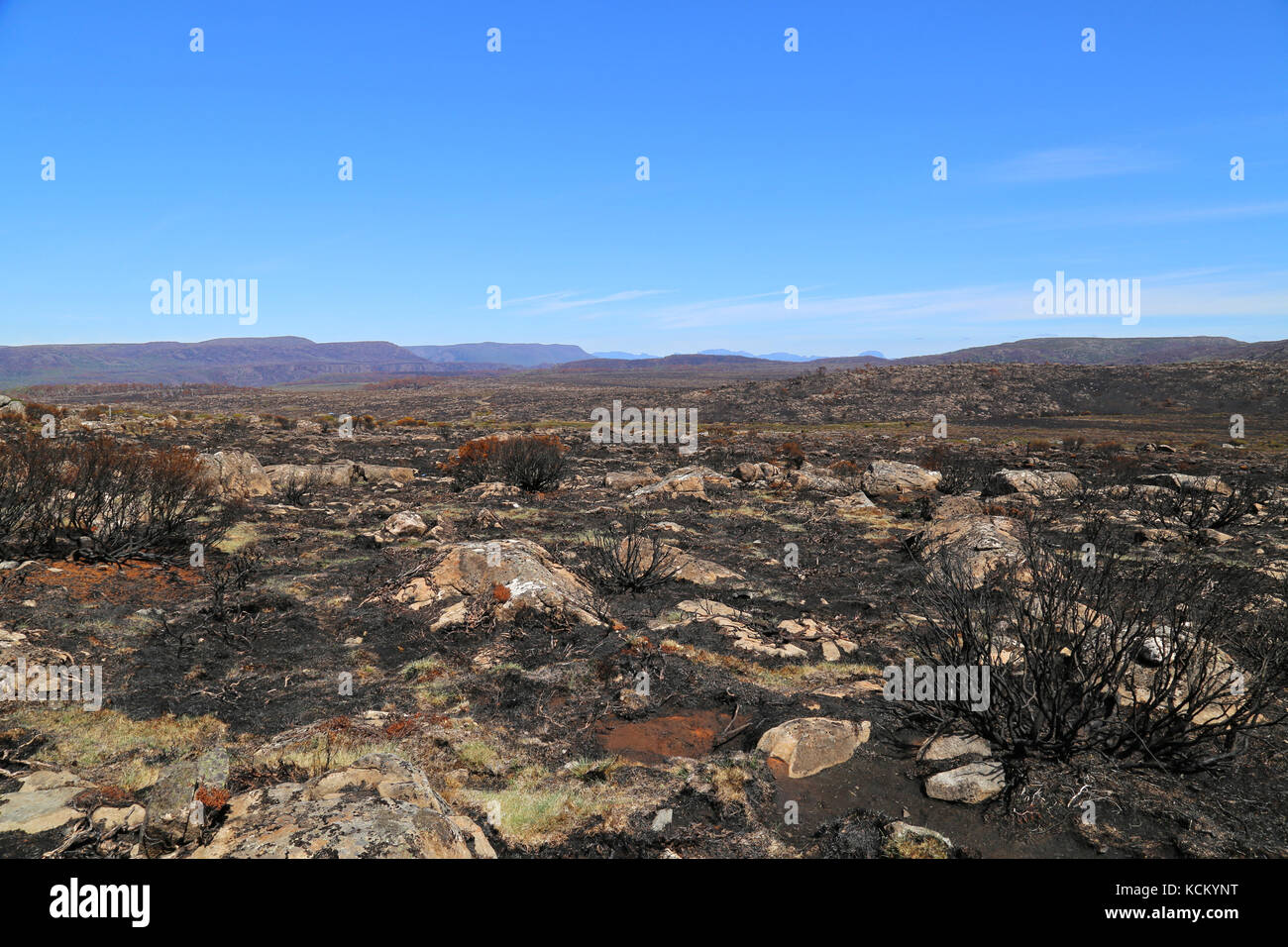 Danni estesi alle pendici dell'altopiano centrale a causa di incendi di macchia catastrofici. Great Western Tiers, Tasmania settentrionale, Australia Foto Stock