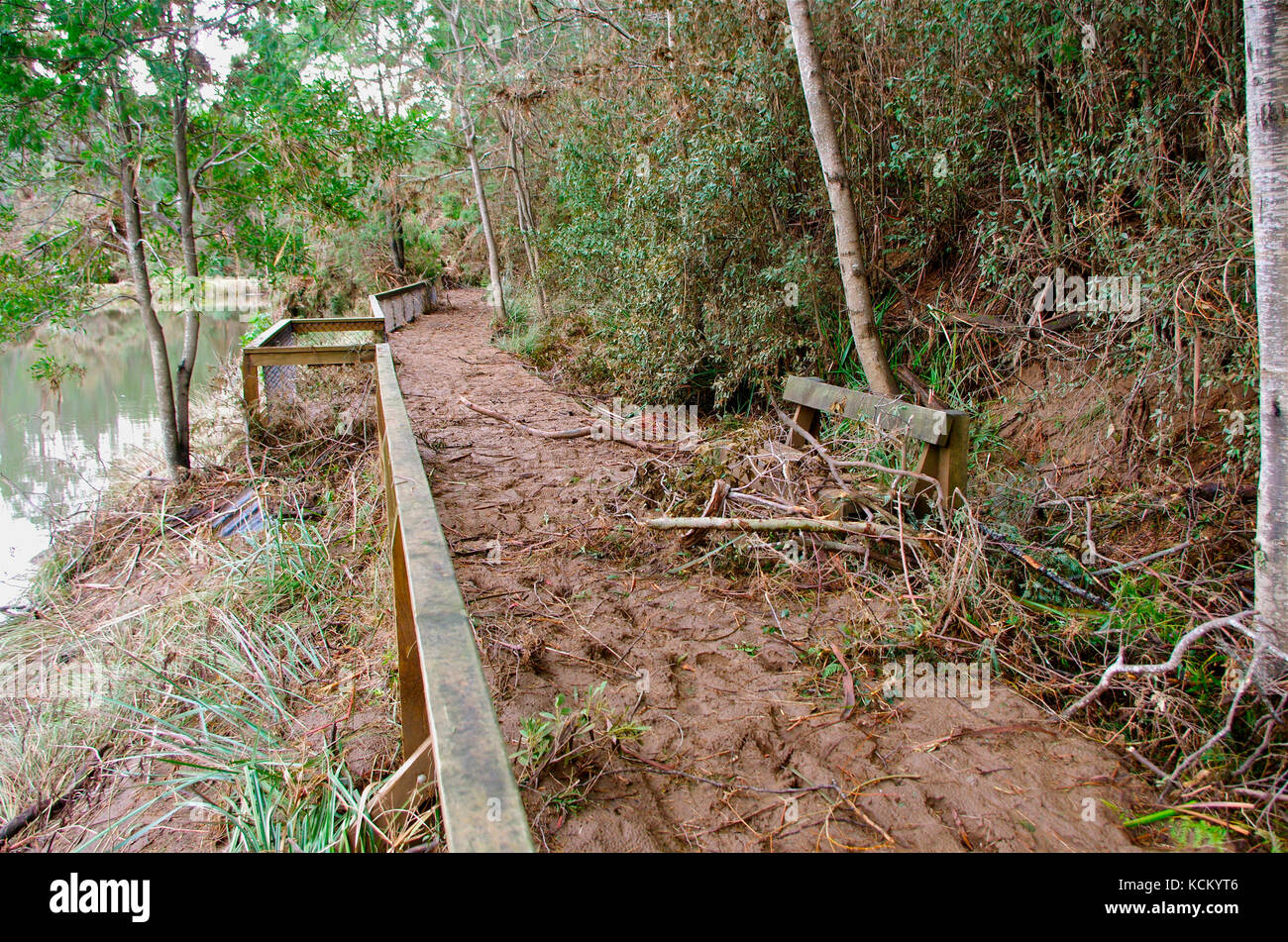 I detriti di alluvione si accumularono sulla passeggiata di Platypus danneggiata sulla riva del fiume Mersey. Warrawee Forest Reserve, Latrobe, Tasmania nordoccidentale, Australia Foto Stock