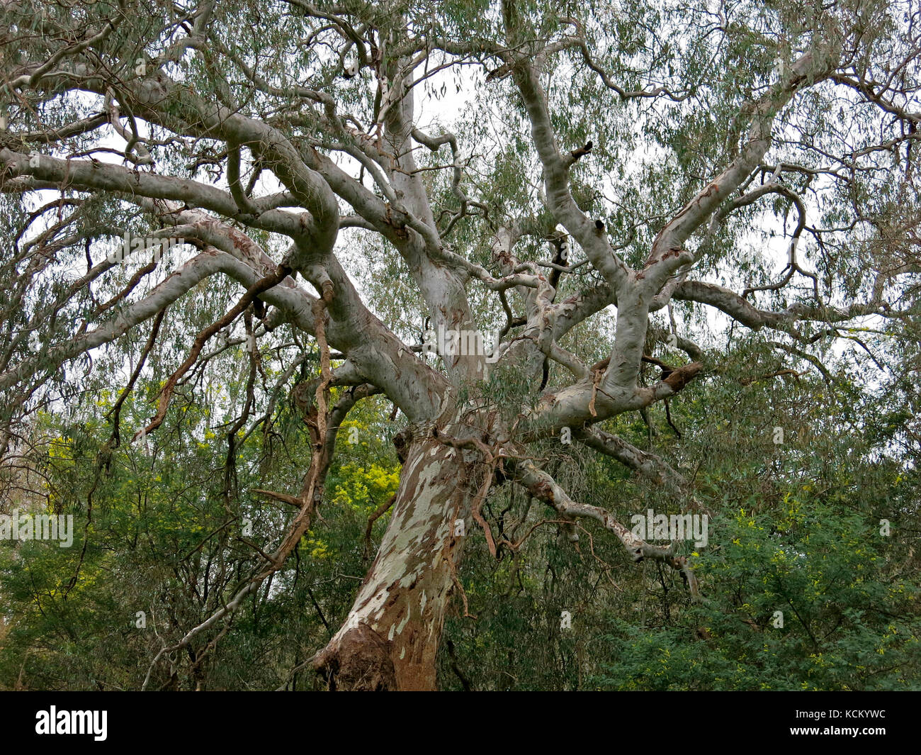 La gomma rossa del fiume (Eucalyptus camaldulensis) nella foresta accanto al fiume Murray, Albury, nuovo Galles del Sud, Australia Foto Stock