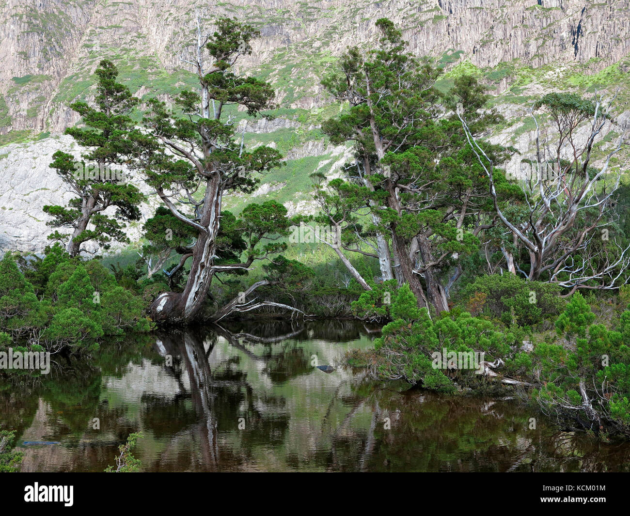 The Artists Pool, con pini matita (Althrottaxis selaginoides). Cradle Mountain-Lake St Clair National Park, Tasmania, Australia Foto Stock