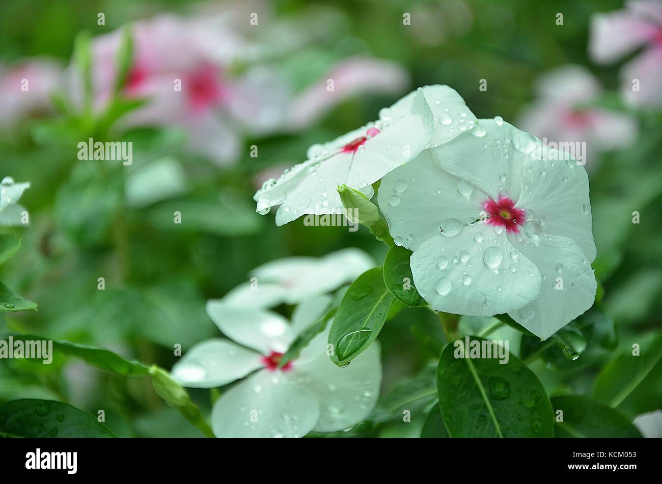 Tulipani rosa Foto Stock