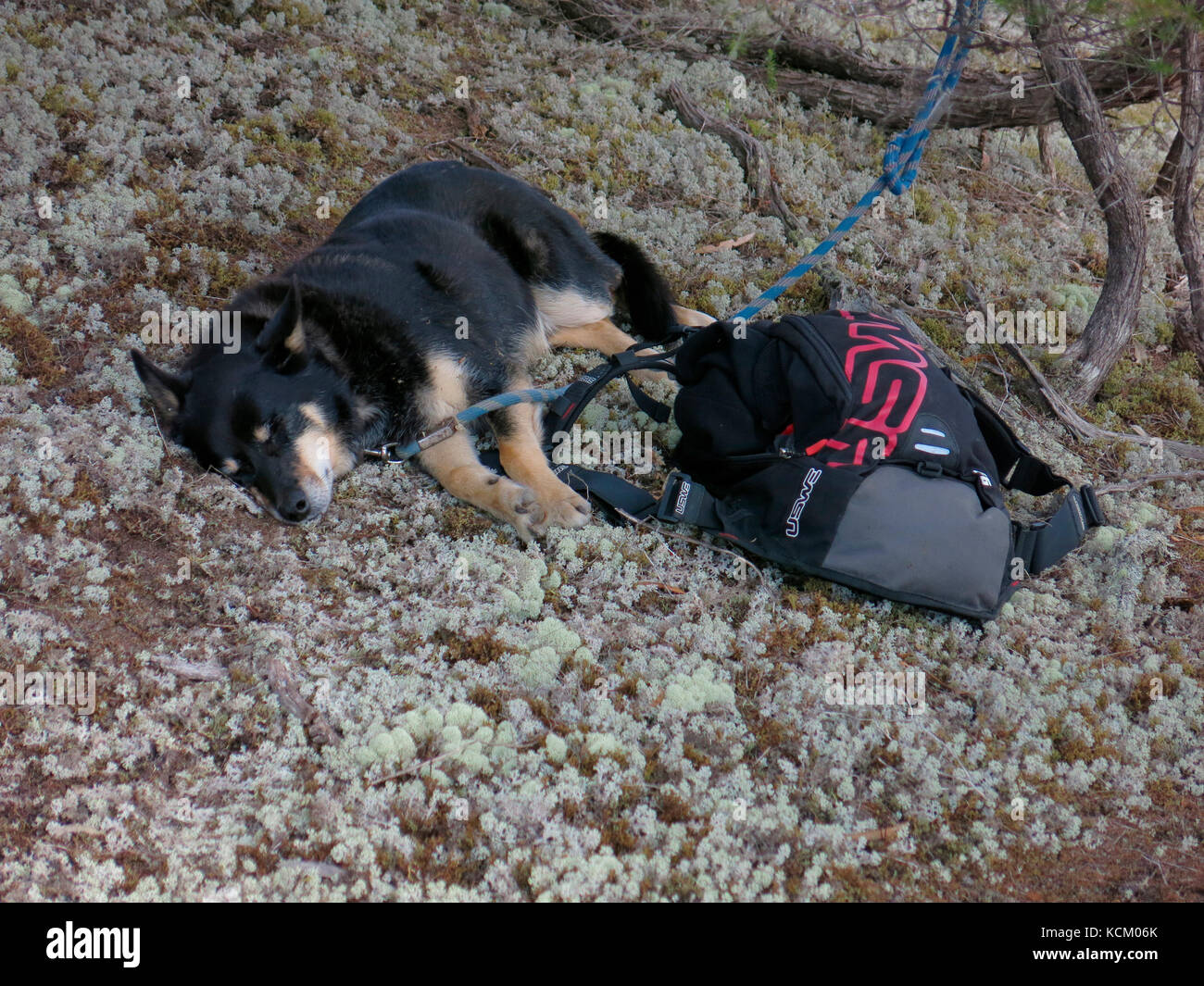 Il cane dello spettatore dorme mentre il proprietario guarda la prima tappa di un evento di corse in mountain bike Enduro World Series in Australia. Foto Stock