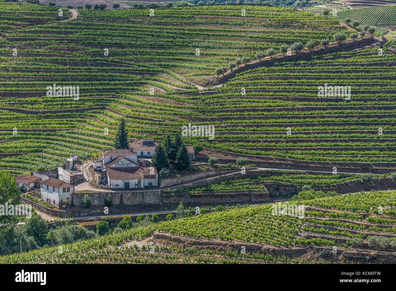 Vista dei vigneti da Quinta Dona Maria, Valle del Douro, Foto Stock