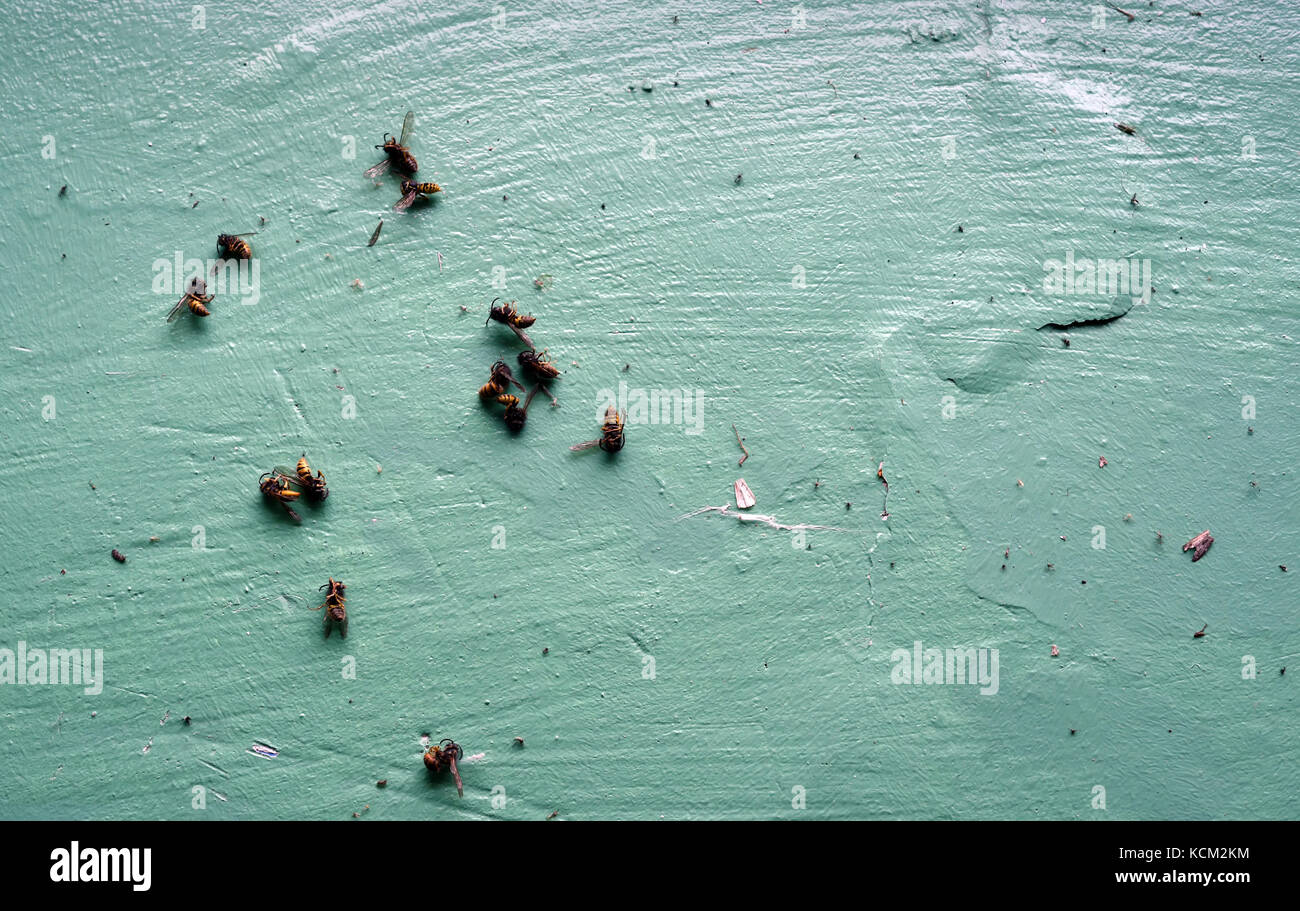 Massa di vespe morte raccolti su un verde scuro verniciato davanzale Foto Stock
