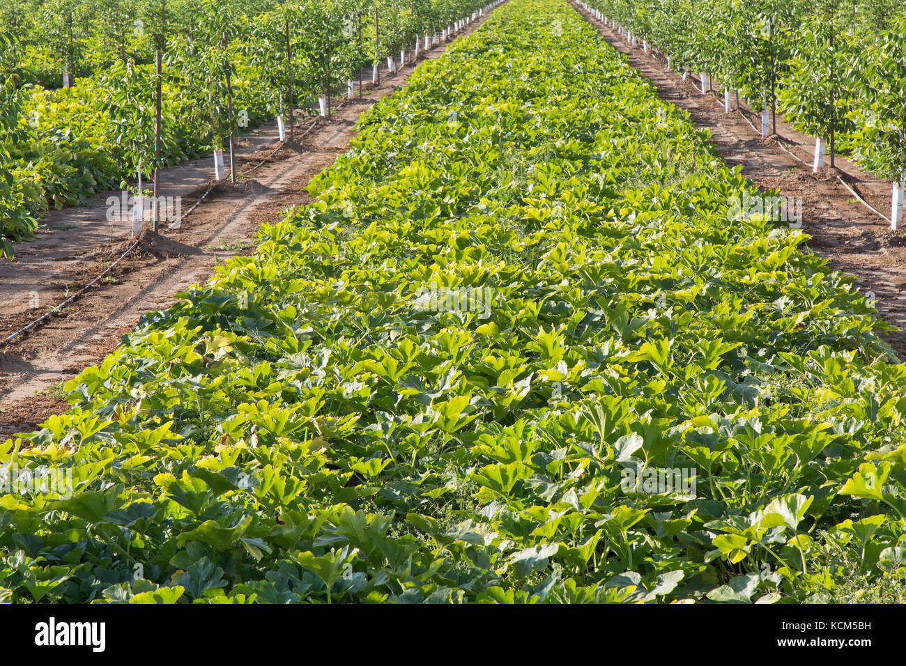 Intercropping, giovane inglese frutteto di noce, Chandler varietà " Juglans regia' consociata con Green Acorn squash 'Cucurbita pepo var. turbinata' . Foto Stock