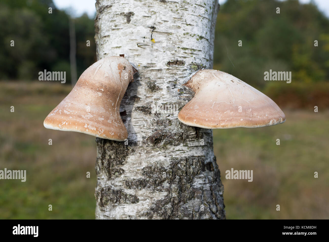 Staffa di betulla funghi (Piptoporus betulinus) crescente sul tronco di un argento betulla assomiglia a una coppia di orecchie, New Forest, Hampshire, Regno Unito Foto Stock