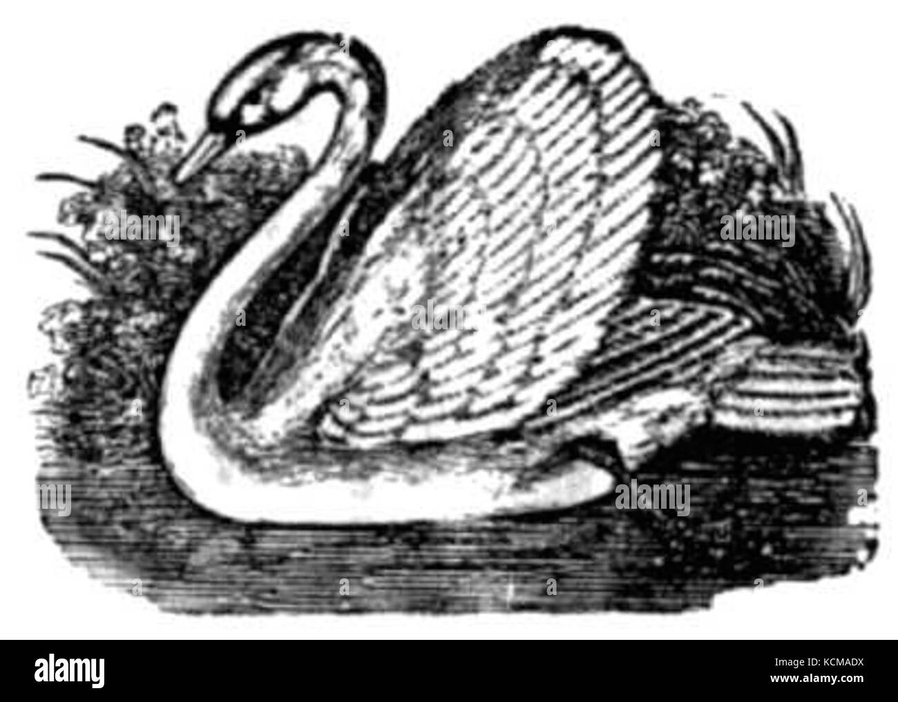 Elegante immagine del cigno Foto Stock