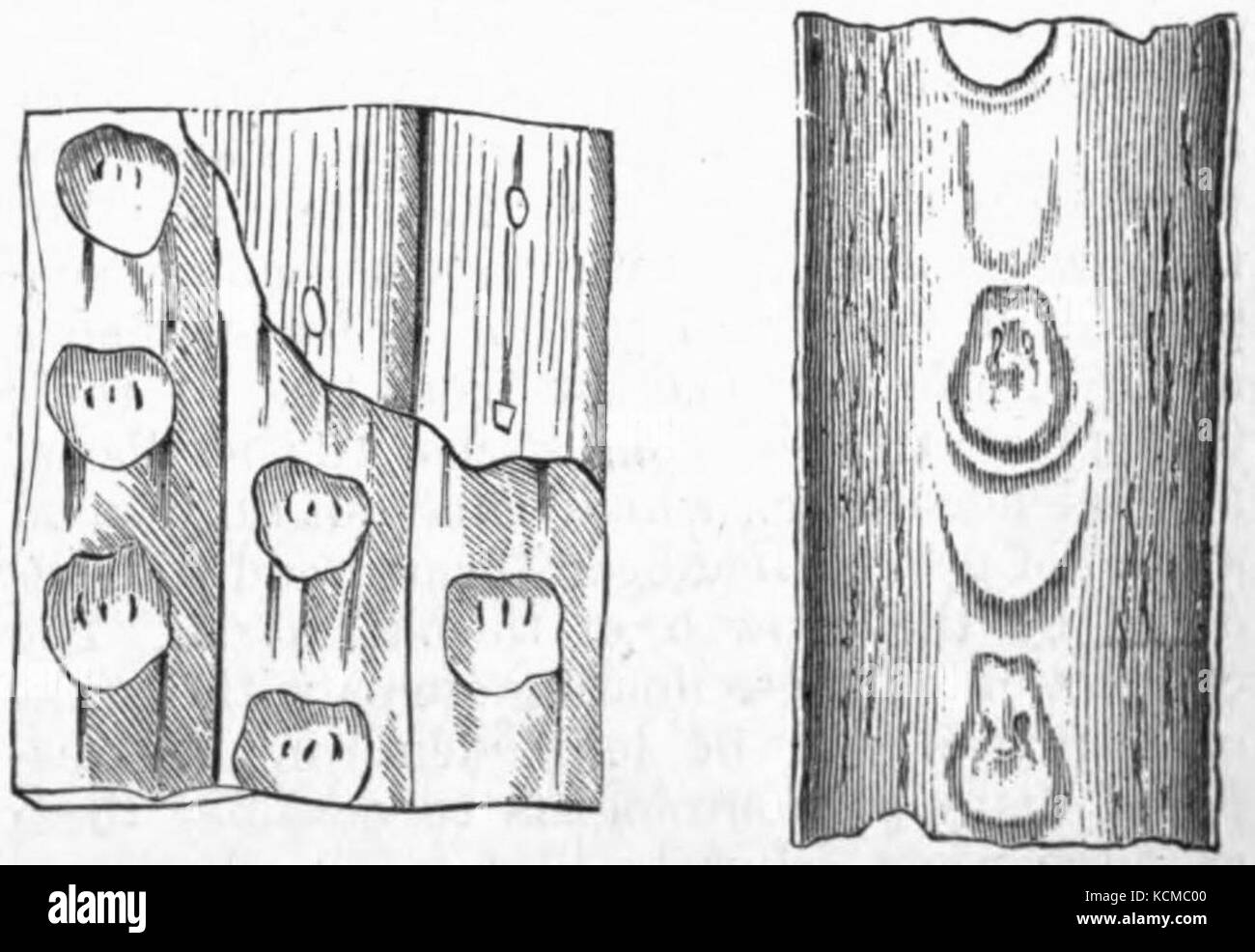 AmCyc impianti a carbone Sigillaria Foto Stock