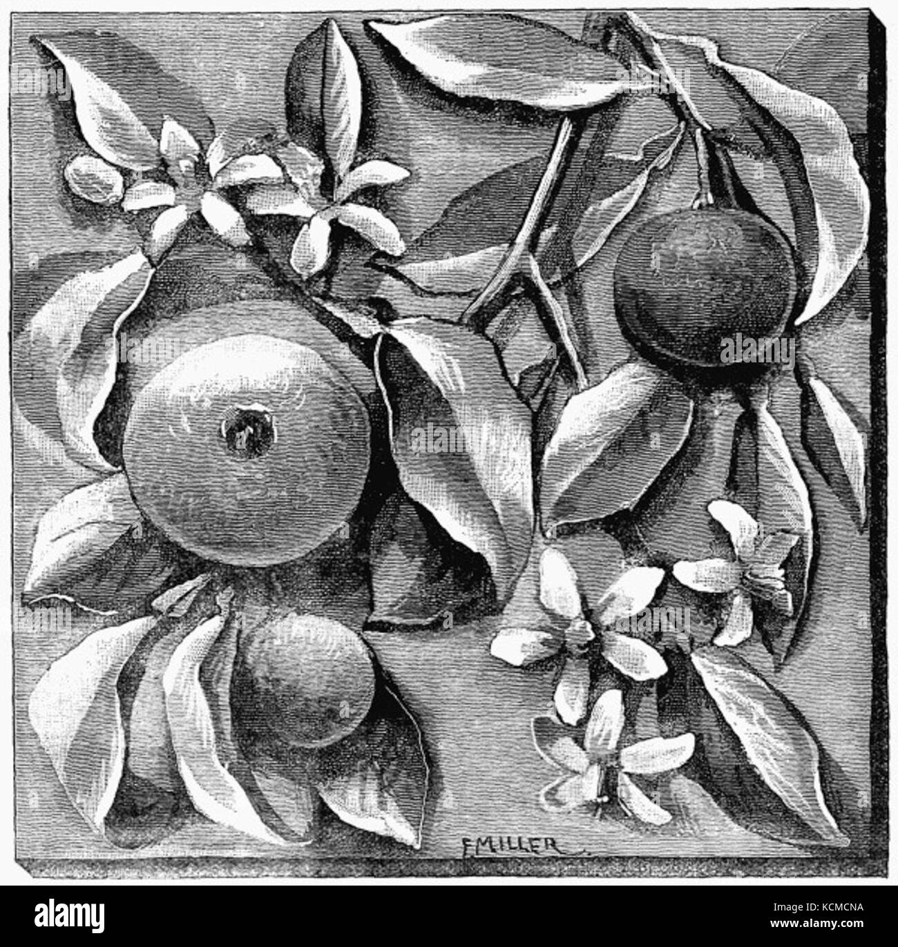 Piastrella ceramica con arance Foto Stock