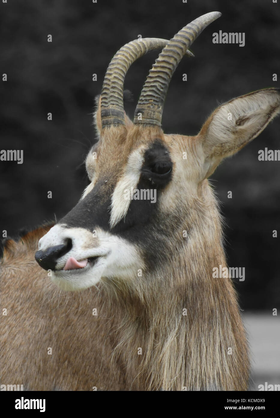 Un burlone antilope rende una linguetta Foto Stock