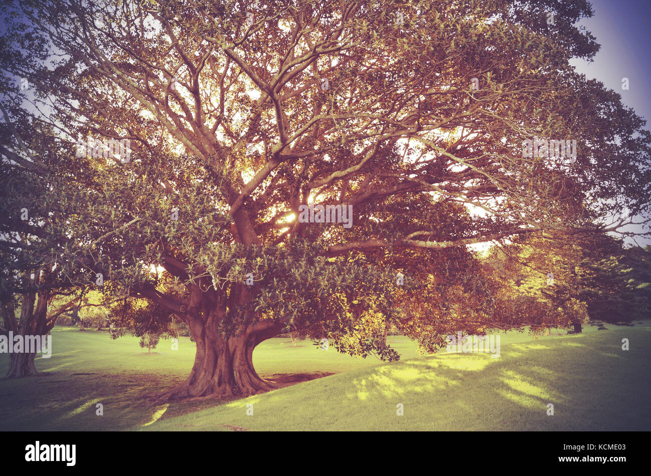Golden pomeriggio di sole che splende attraverso il baldacchino di una maestosa Moreton bay fig tree, Centennial Park, sydney, Australia Foto Stock