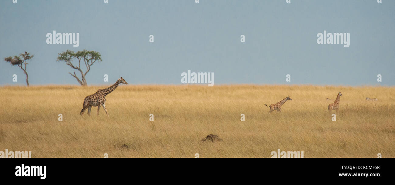 Un adulto giraffe babysits due giovani vitelli nella savana, Masai Mara, Kenya Foto Stock