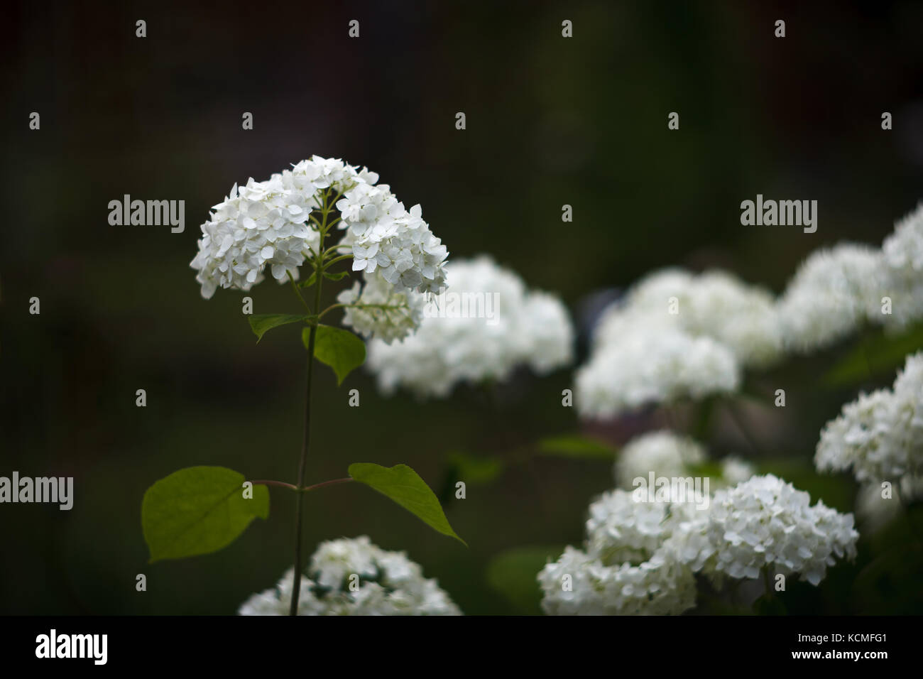 Infiorescenza bianco di liscio ortensia (Hydrangea arborescens) Foto Stock