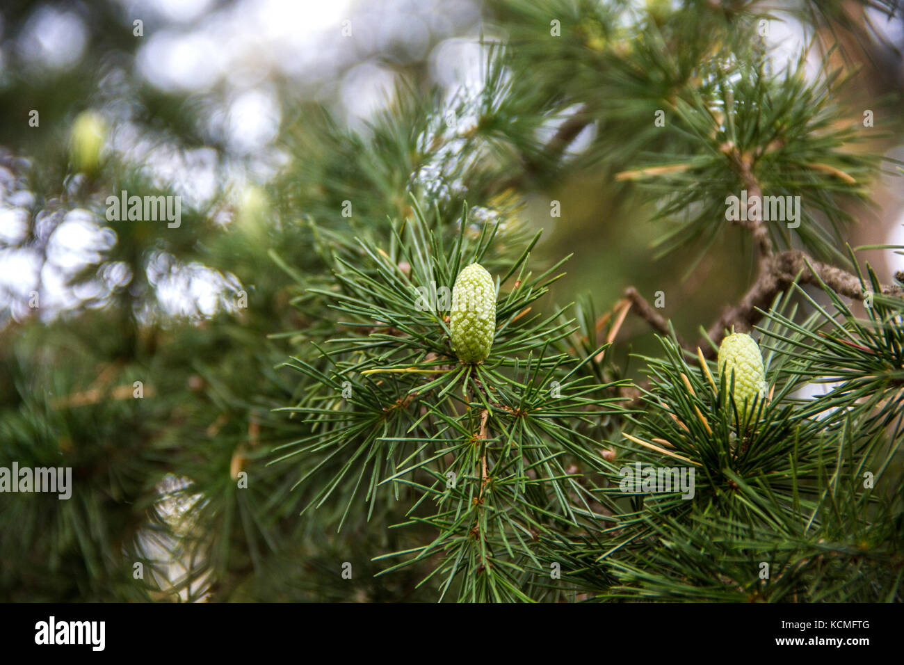 Dettagli di una succursale con piccoli coni giovani del Libano vecchio albero di cedro Foto Stock