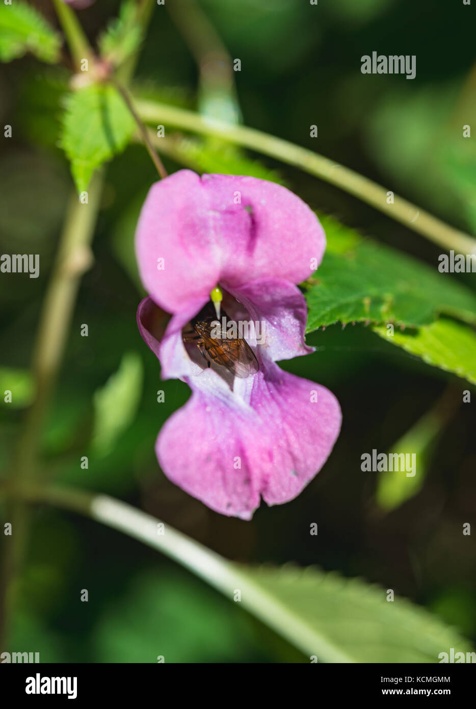 Mosca all'interno di un poliziotto casco del fiore Foto Stock