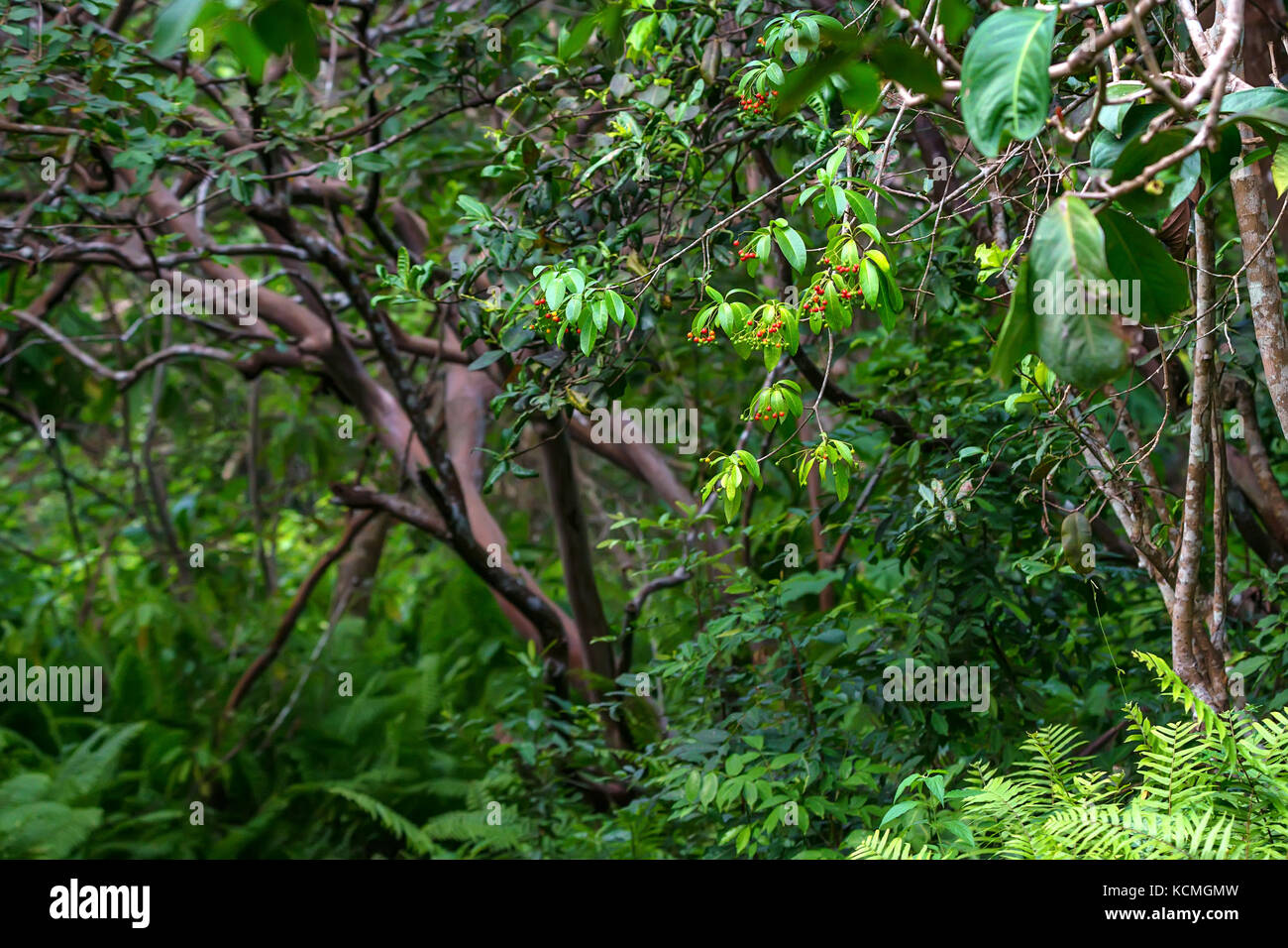 Vista panoramica della foresta pluviale con felci Foto Stock