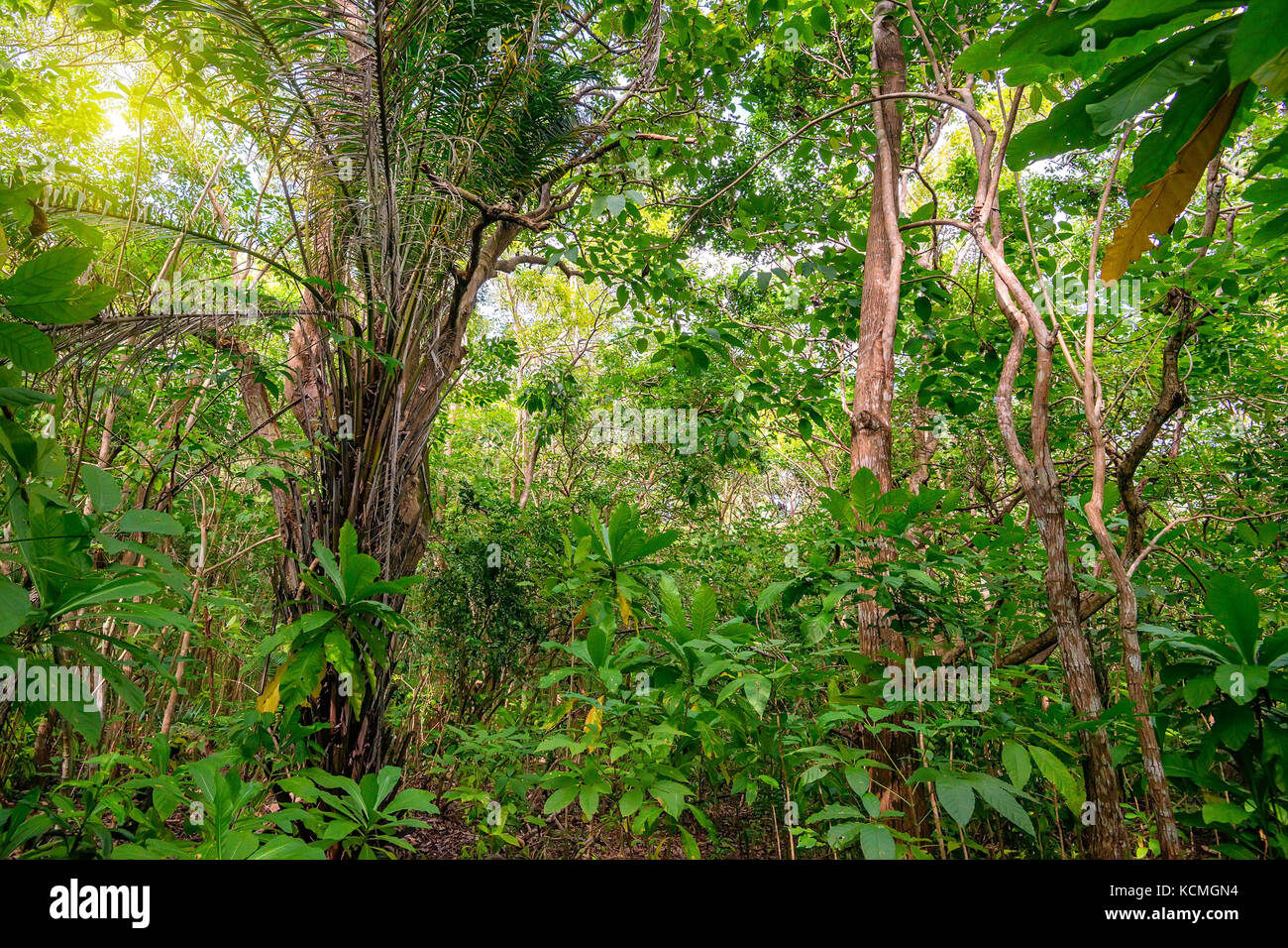 Vista panoramica della giungla di palme Foto Stock