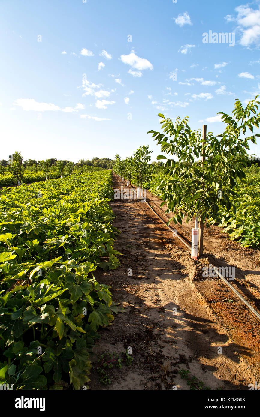 Intercropping, giovane inglese frutteto di noce, Chandler varietà " Juglans regia' consociata con Green Acorn squash 'Cucurbita pepo var. turbinate'. Foto Stock