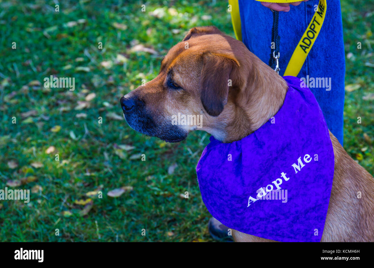 In attesa del cane con adottare Me sciarpa Foto Stock