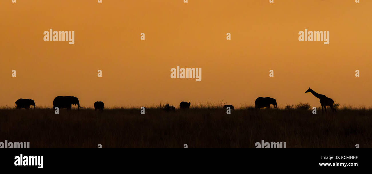 Sagome di elefanti e giraffe al tramonto, il Masai Mara, Kenya Foto Stock