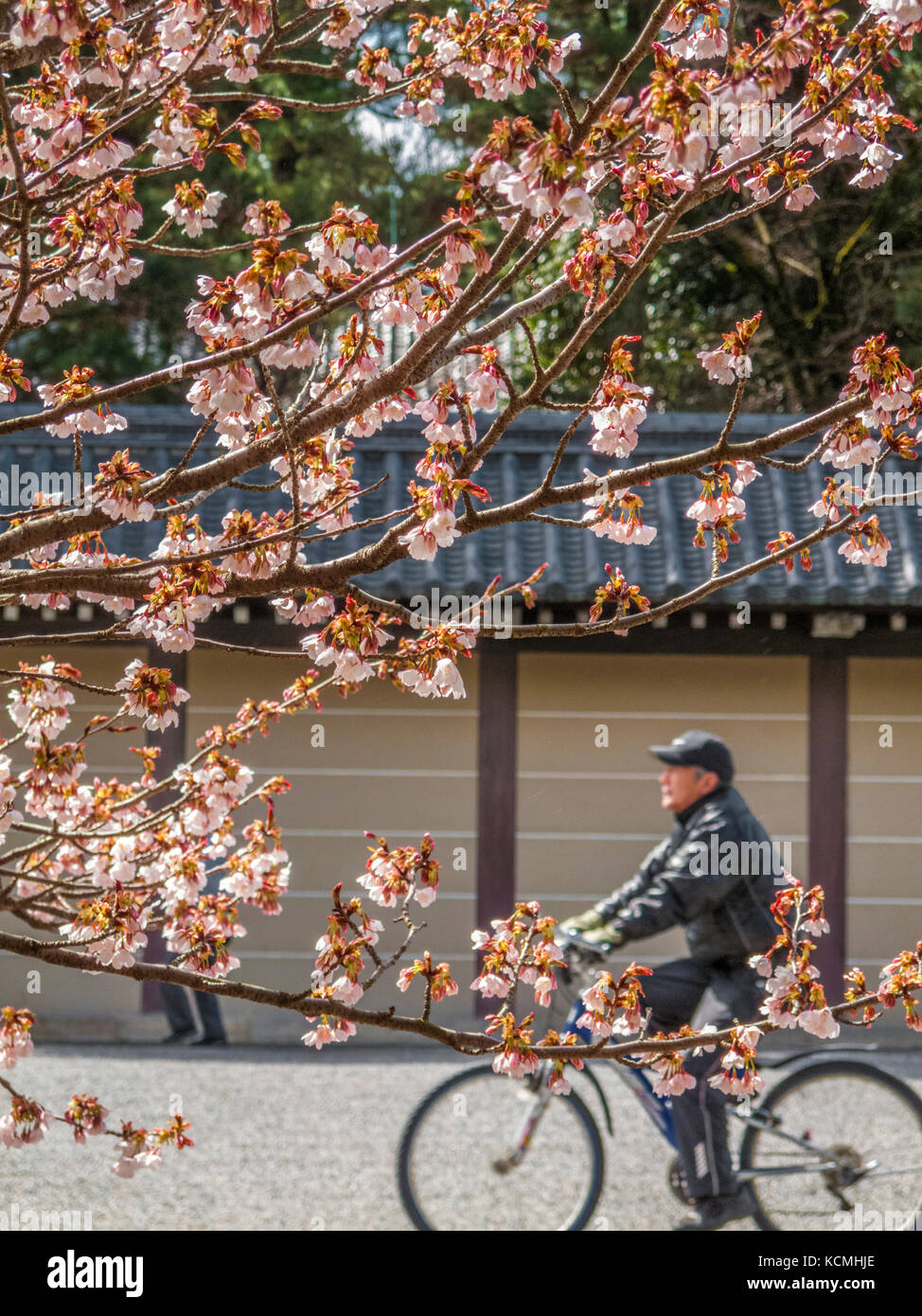 La fioritura dei ciliegi e il ciclista sui motivi del Palazzo Imperiale di Kyoto, Kyoto, Honshu, Giappone Foto Stock