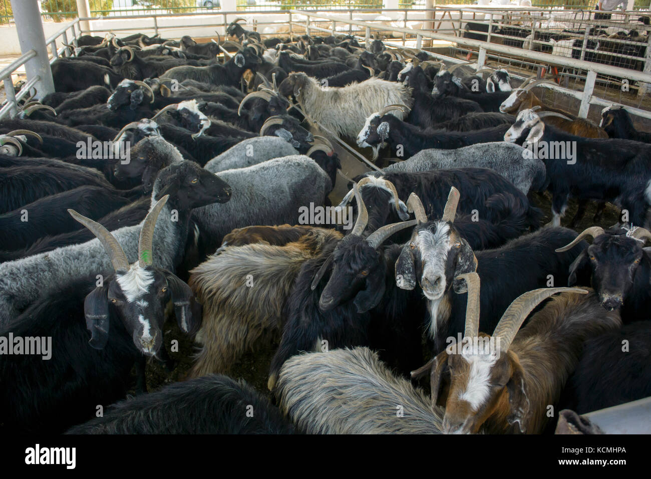 Ashgabat 2017 - mercato del bestiame capre per la vendita Foto Stock