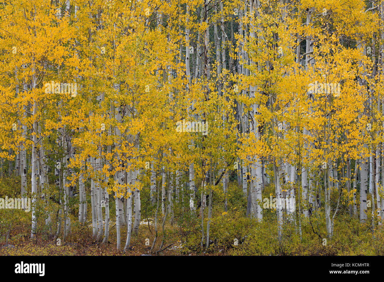 Aspen forest, Wasatch Mountain Mountain State Park, Utah Foto Stock