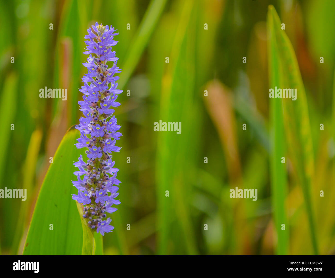 Pickerel weed pontederia cordata, crescendo in walsingham lago in largo, Florida Foto Stock