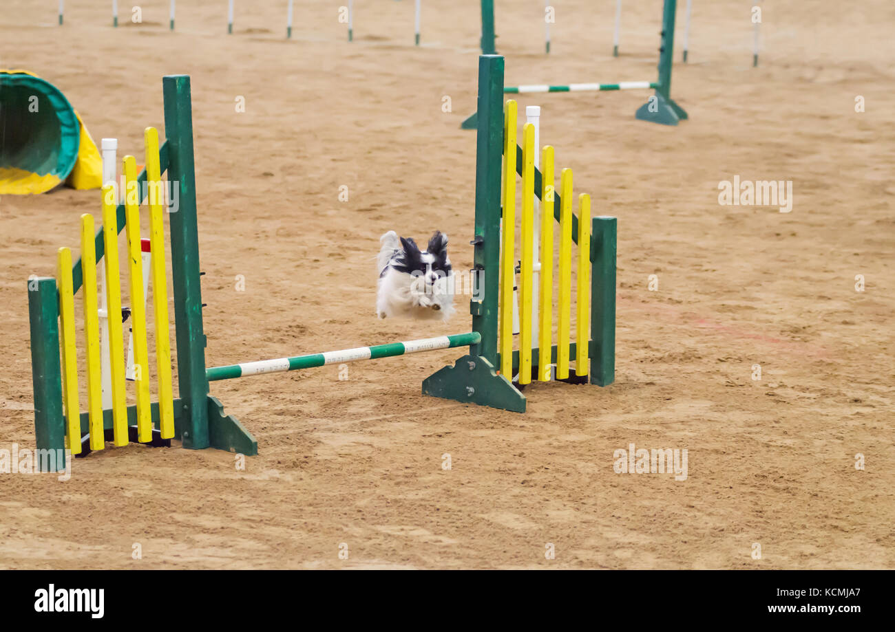 Agilità del cane di Associazione Nazionale Australiano Grand Prix. Tamworth, Australia.2017. Foto Stock