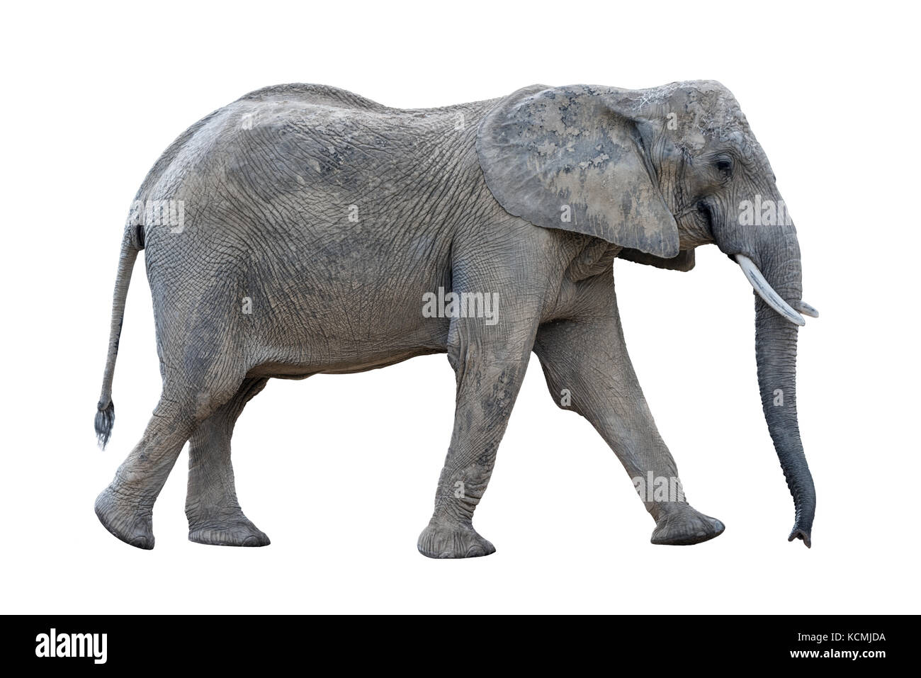 A piedi grigio elefante africano isolati su sfondo bianco Foto Stock