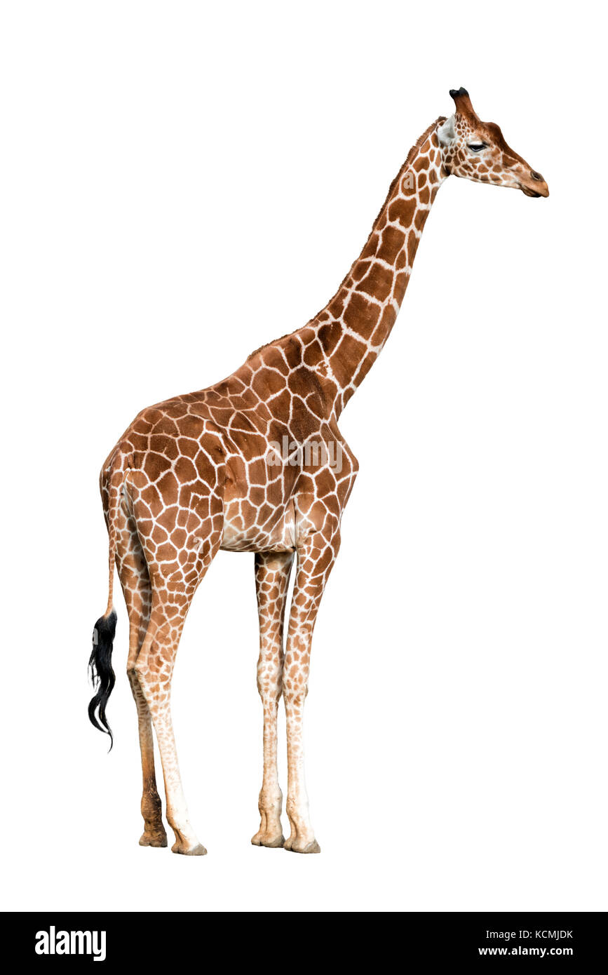 Giraffa camelopardalis isolati su sfondo bianco Foto Stock