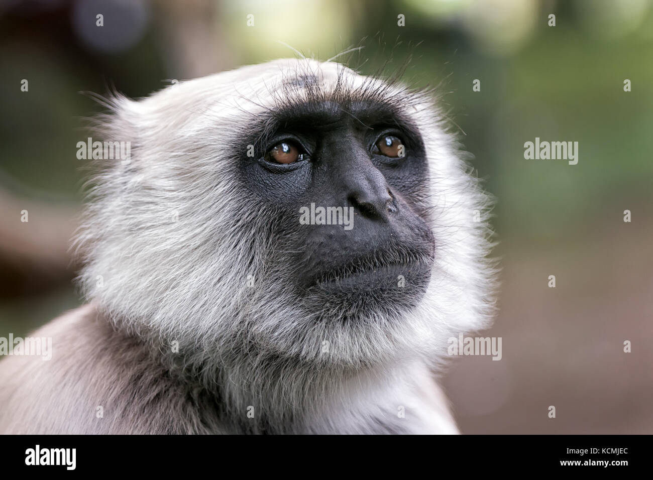 Chiudere la vista di una delle pianure settentrionali langur grigio semnopithecus entellus primate Foto Stock