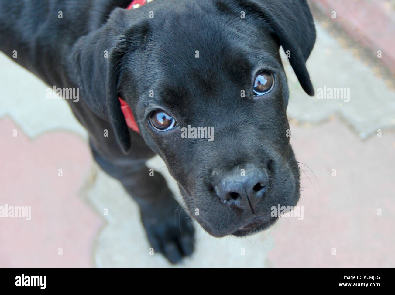 Piccolo cagnolino nero corso di canna con collare rosso. Foto. Foto Stock