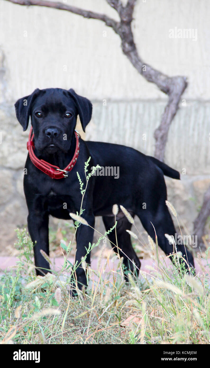 piccolo cagnolino nero corso di canna con collare rosso. foto. Foto Stock