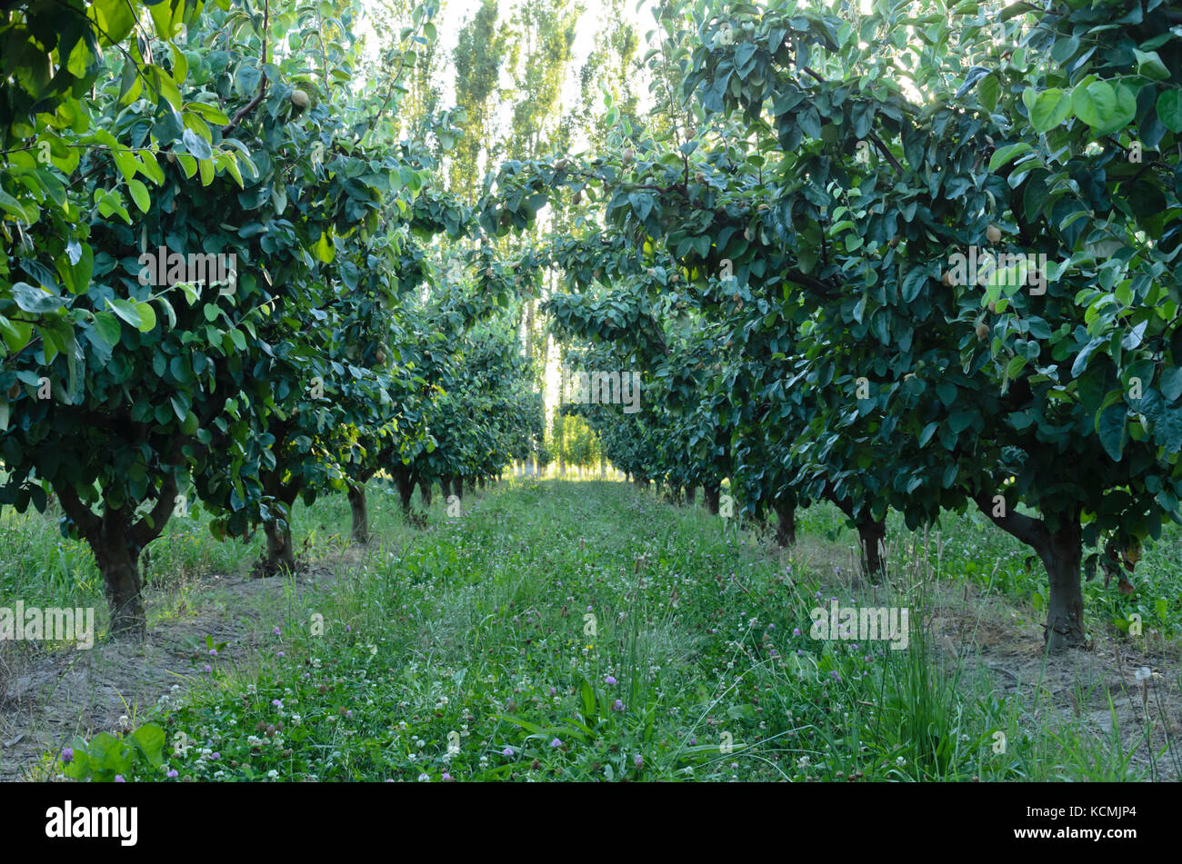 Il frutteto, la Provenza, Francia Foto Stock